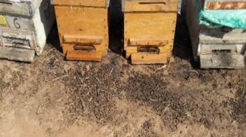 Aydın&rsquo;da Arılar Toplu Olarak &Ouml;lmeye Başladı