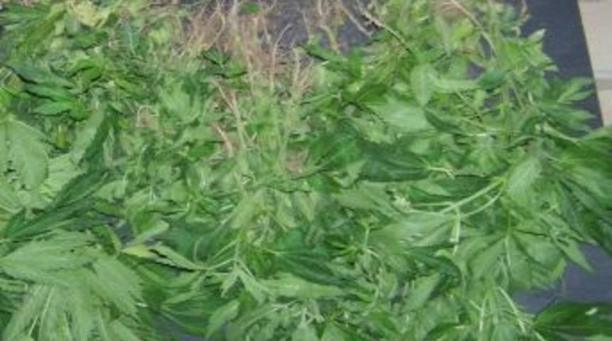 Mut&rsquo;ta 237 K&ouml;k Hint Keneviri Ele Ge&ccedil;irildi