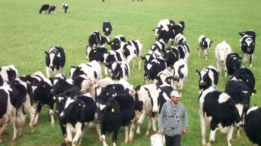 Hayvancılık Sos Veriyor