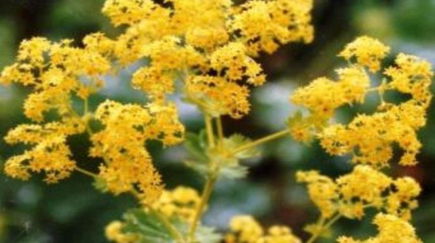 Kas Erimesinde Yeni Umut