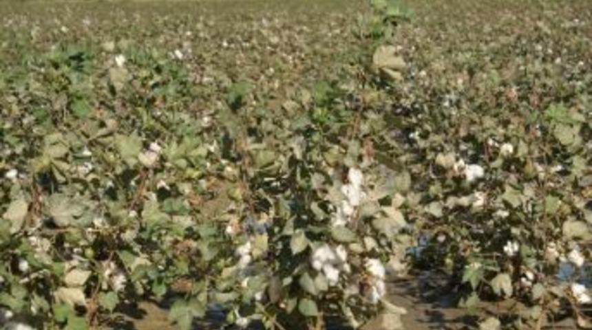 Milaslı &Ccedil;ift&ccedil;ilere Zirai Destek