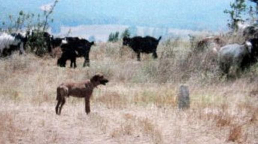 &Ccedil;obana K&ouml;pek Cezası