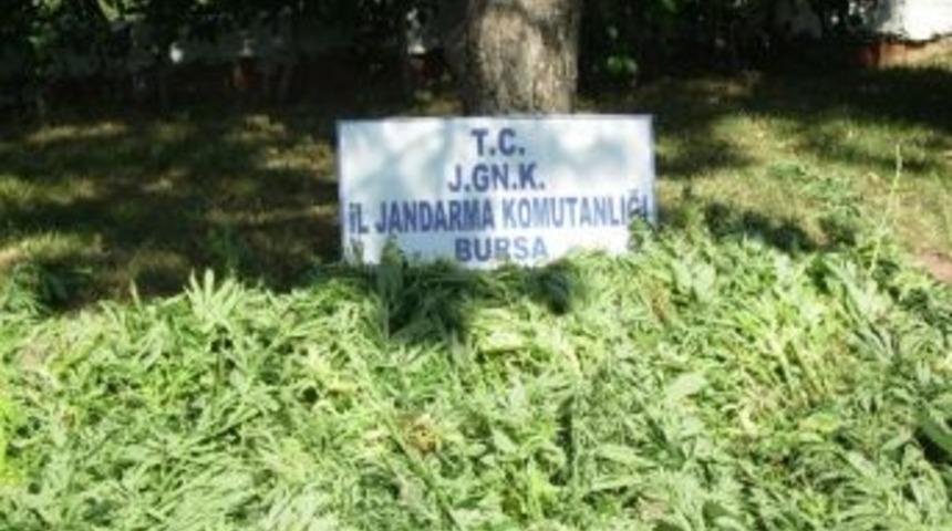 Bursa'da Kenevir Operasyonu