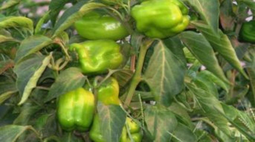 Organik Biberler Yok Satıyor