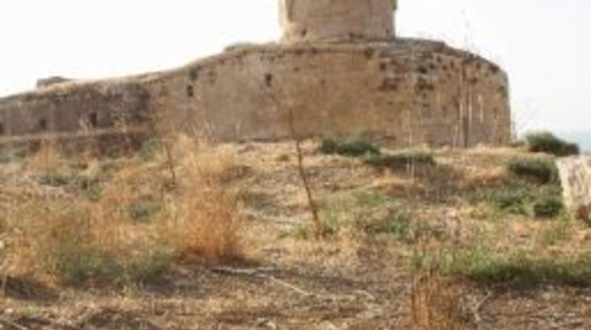 &Ccedil;arpanak Adası&rsquo;nda Kuş &Ouml;l&uuml;mleri