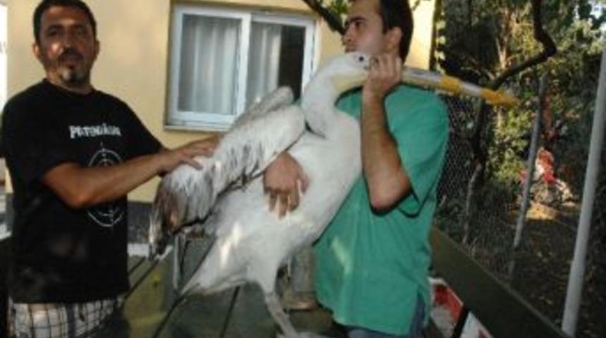 Yumurtalık’ın Maskotu "pelikan"ı Vurdular
