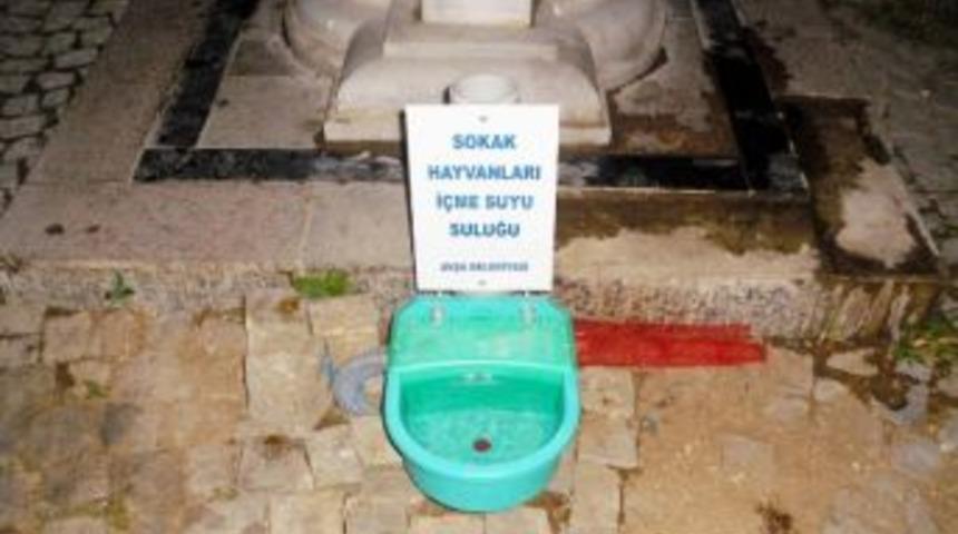 Avşa Belediyesi Sokak Hayvanlarını Unutmadı