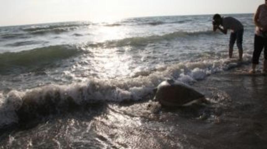 Defne &lsquo;l&uuml;bnan&rsquo; A&ccedil;ıklarında