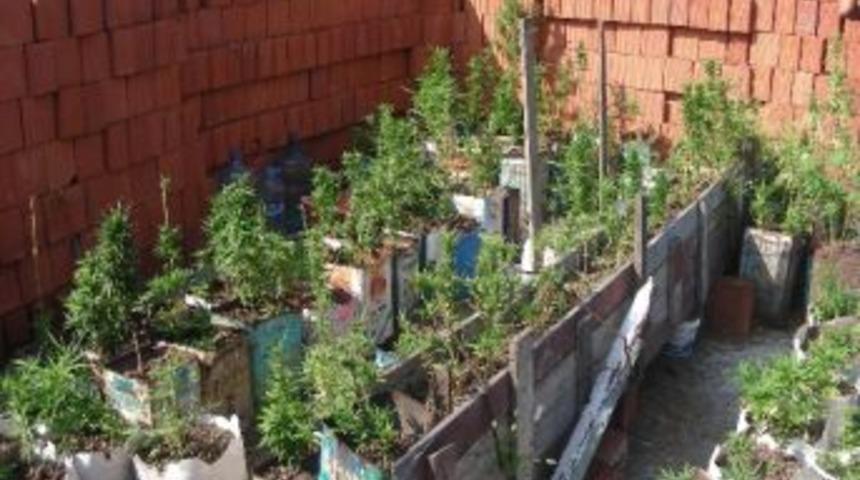 Zonguldak&rsquo;ta 25 K&ouml;k Kenevir Bitkisi Ele Ge&ccedil;irildi