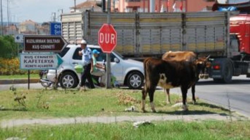 Başıboş İnekler Karayolunda