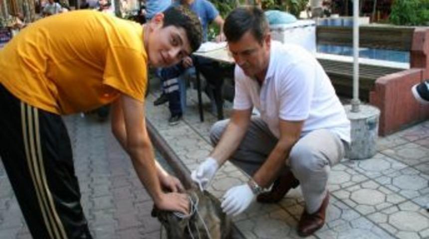 Devrek&rsquo;te &ldquo;kısırlaştır, Aşıla Ve Yaşat&rdquo; Kampanyası