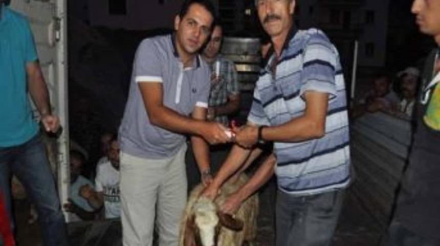 Derebucak&rsquo;ta Koyunculuk Projesi