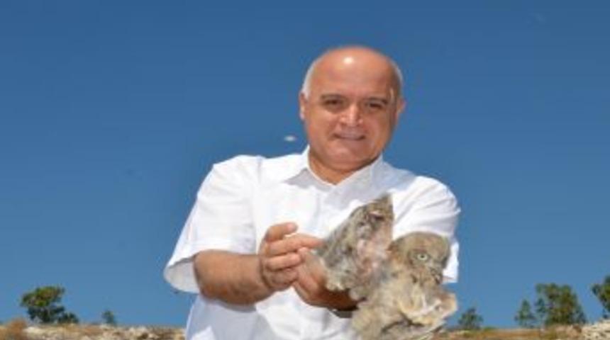 Tedavisi Tamamlanan 4 Leylek Ve 2 İshakkuşu, Doğal Yaşam Ortamına Bırakıldı