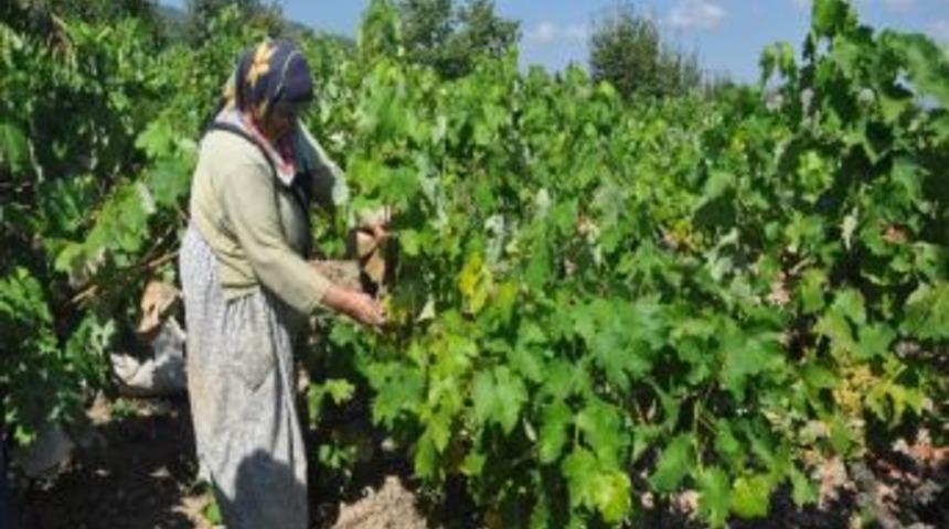 (&ouml;zel Haber) Kocaelili &Uuml;z&uuml;m Yetiştiricilerinin G&ouml;r&uuml;lmeye Değer Emeği