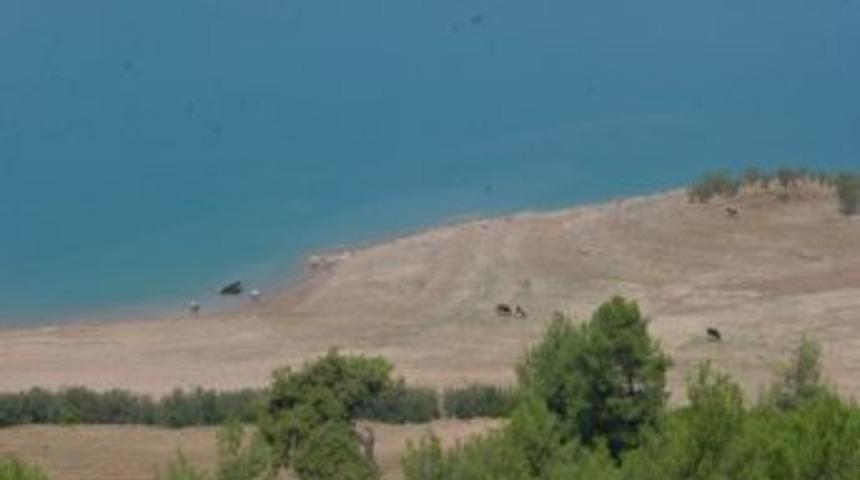 Sıcaktan Bunalan İnekler Barajda Serinledi