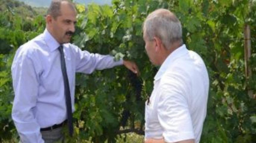 Amasya’da Modern Bağcılık Destekleniyor