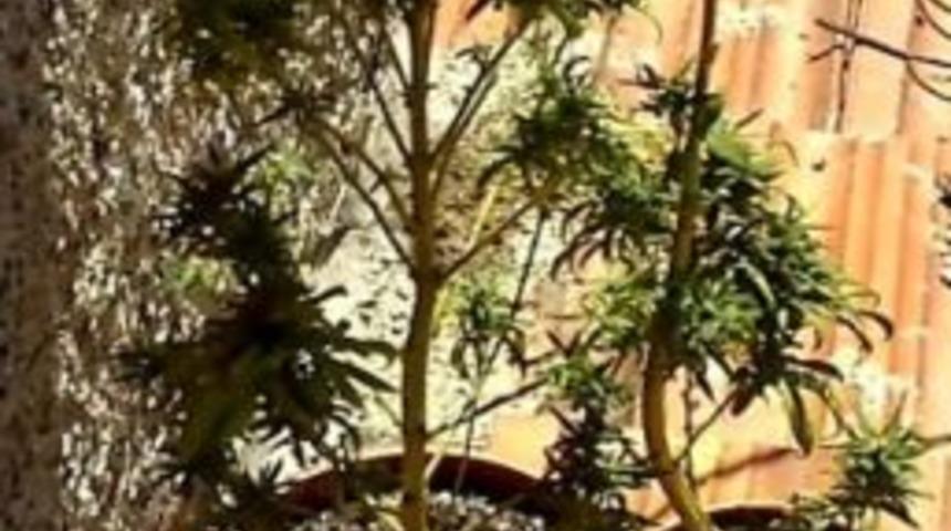 Eskişehir'de Uyuşturucu Operasyonu