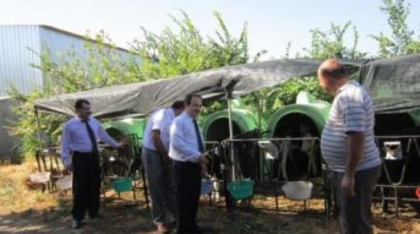 Adalarda Organik Hayvancılığa Devam