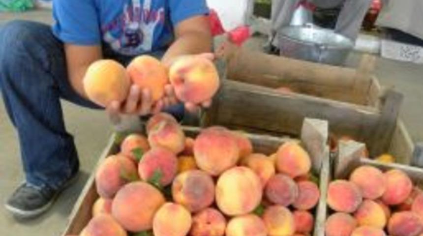 Develi&rsquo;de Organik Sebze Ve Meyve Pazarı Kuruldu