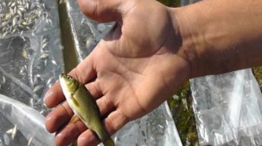 Kulu’daki Camış Gölü’ne Sazan Balığı Bırakıldı