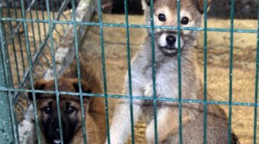 &Ccedil;ankaya Belediyesi, Barınaktaki Hayvanlara Sıcak Yuva Arıyor