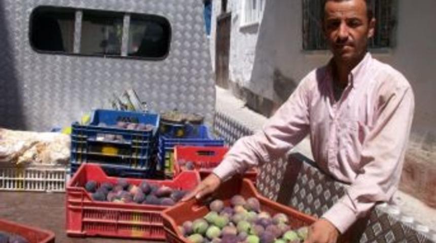 İncir &Ccedil;ift&ccedil;inin Y&uuml;z&uuml;n&uuml; G&uuml;ld&uuml;rd&uuml;