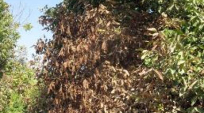 Araban İl&ccedil;esindeki Ceviz Ağa&ccedil;ları 3 Yıldan Beri Kuruyor