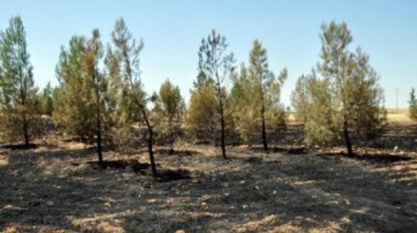 K&ouml;yl&uuml;ler Ormanı Kendi İmkanlarıyla S&ouml;nd&uuml;rd&uuml;