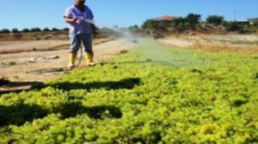 &Uuml;z&uuml;m &Uuml;reticisi Bayramı Bağda Ge&ccedil;iriyor