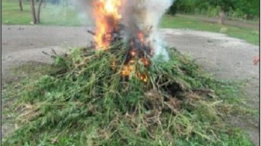 Kars&rsquo;ta 110 K&ouml;k Hint Keneveri Yakılarak İmha Edildi