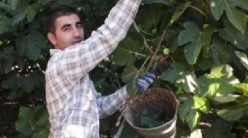 İncir Fiyatları &Uuml;reticiyi Tatmin Etmiyor