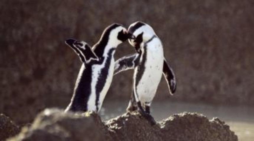 Doğal Yaşam Parkı&rsquo;na "yeni Renkler" Geliyor