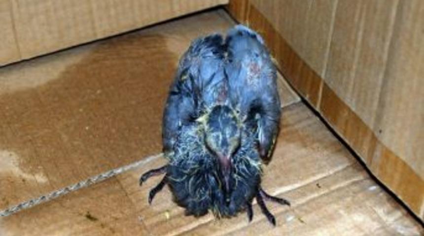 Sokakta Bulunan Yavru Kuş Belediyeye Bırakıldı