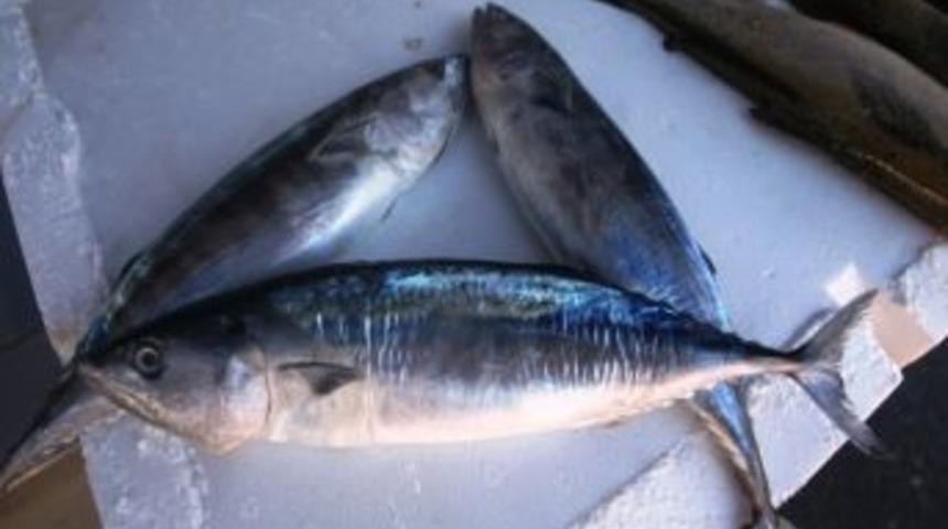 Karadeniz'de Palamut Y&uuml;z&uuml;n&uuml; Erken G&ouml;sterdi