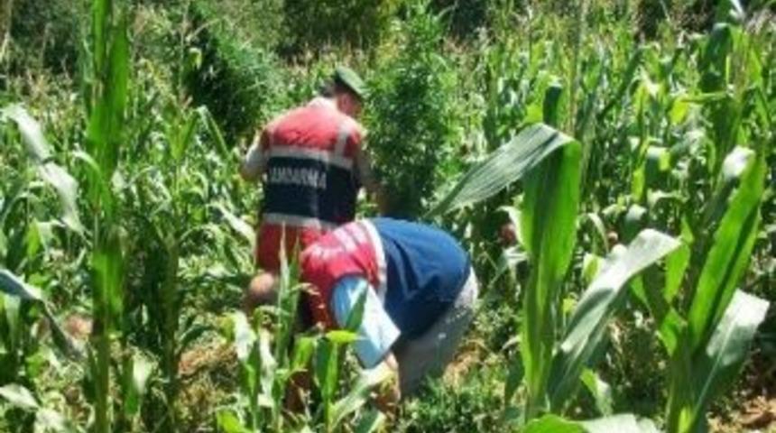 Jandarmadan Hint Keneviri Operasyonu