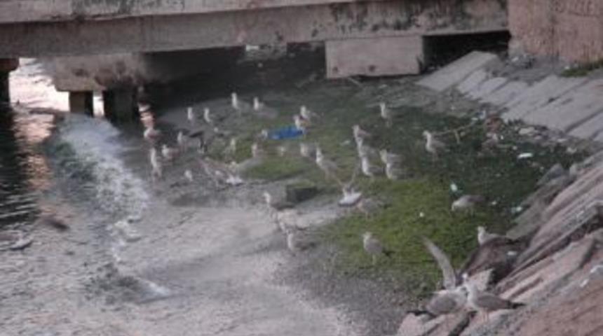 Oksijensiz Kalan Balıklar Toplu Halde Su Y&uuml;z&uuml;ne &Ccedil;ıktı