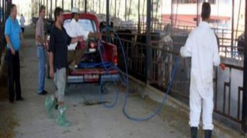 Germencik&rsquo;in Şap İle M&uuml;cadelesi S&uuml;r&uuml;yor