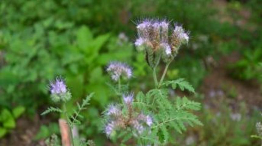 Ayvacıklı Arıcılar Faselyayı Denedi