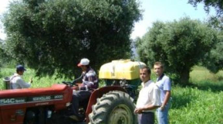 G&ouml;k&ccedil;eada&rsquo;da Zeytin Sineği M&uuml;cadelesi