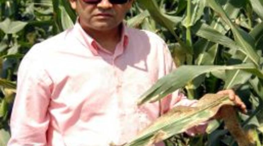 &Ccedil;ukurova'da Mısır &Uuml;reticisi Hastalık Nedeniyle Tedirgin