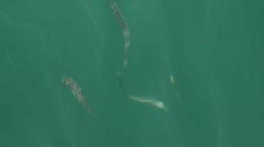 Samsun'da G&ouml;letlere 37 Bin Adet Yavru Balık Bırakıldı