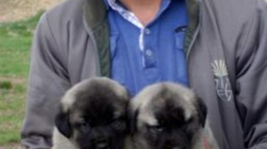 Kangal&rsquo;da Cinayet: 1 &Ouml;l&uuml;