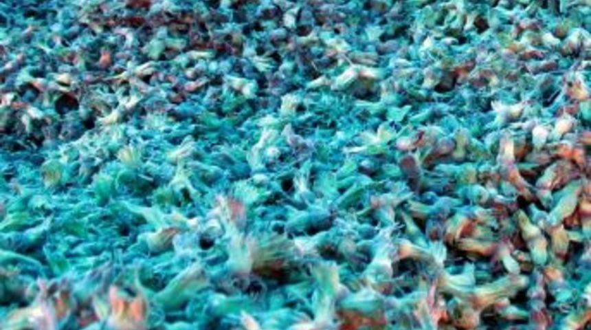 Fındıkta Aflatoksin Uyarısı