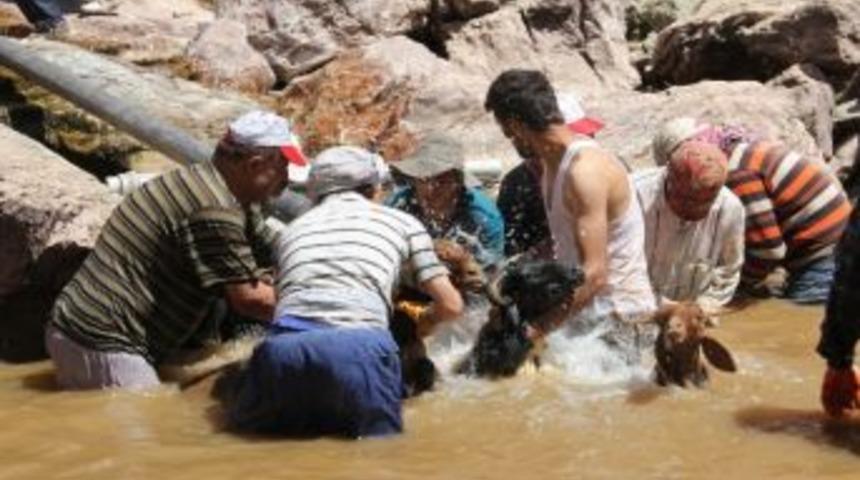 Hakkari&rsquo;de Kuzu Kırpma Şenliği