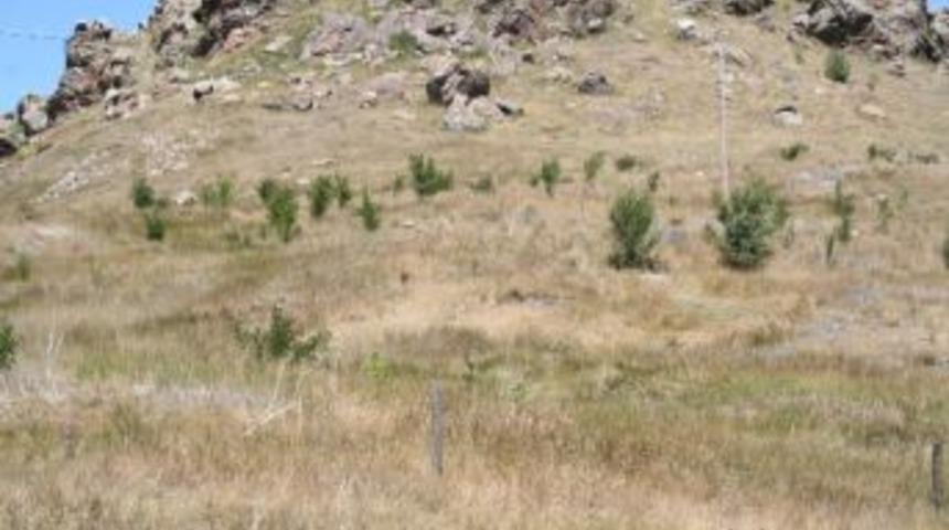 Paşaçayır Mahallesi’nde Ormanlık Alanda Hayvan Otlatılıyor