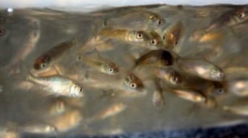 Bursa’da Göl Ve Göletlere 36 Bin Sazan Yavrusu Bırakıldı