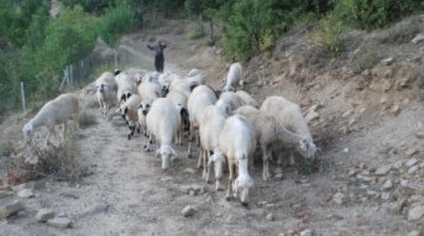 (&ouml;zel Haber) Kahramanmaraş'taki Yayla Evleri, Tatilcilerin Mekanı Oldu