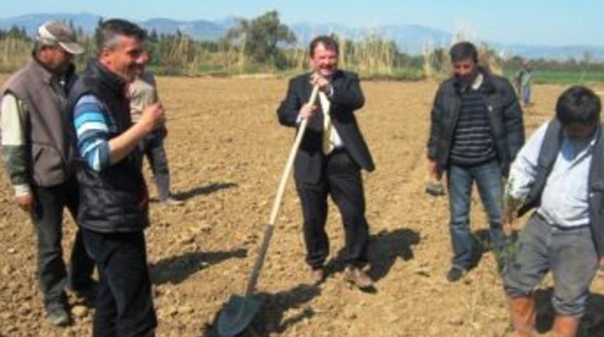 Havran’da Başkanın 2 Yıl Önce Ektiği Narlar Büyüdü