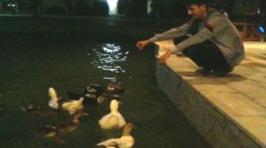 Bolu&rsquo;da S&uuml;s Havuzlarındaki &Ouml;rdekler İlgi Odağı Oldu