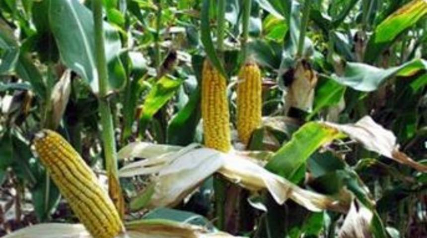 Tmo Emanet Alımlara Başladı